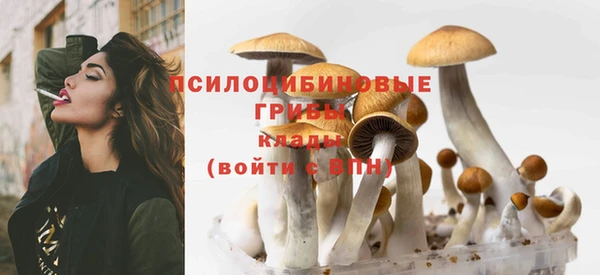 шишки Арсеньев