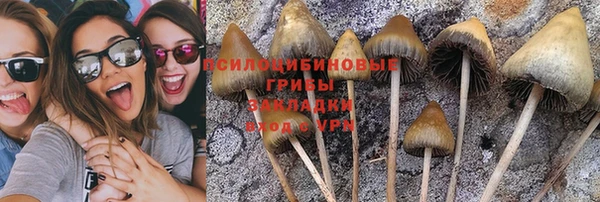 шишки Арсеньев